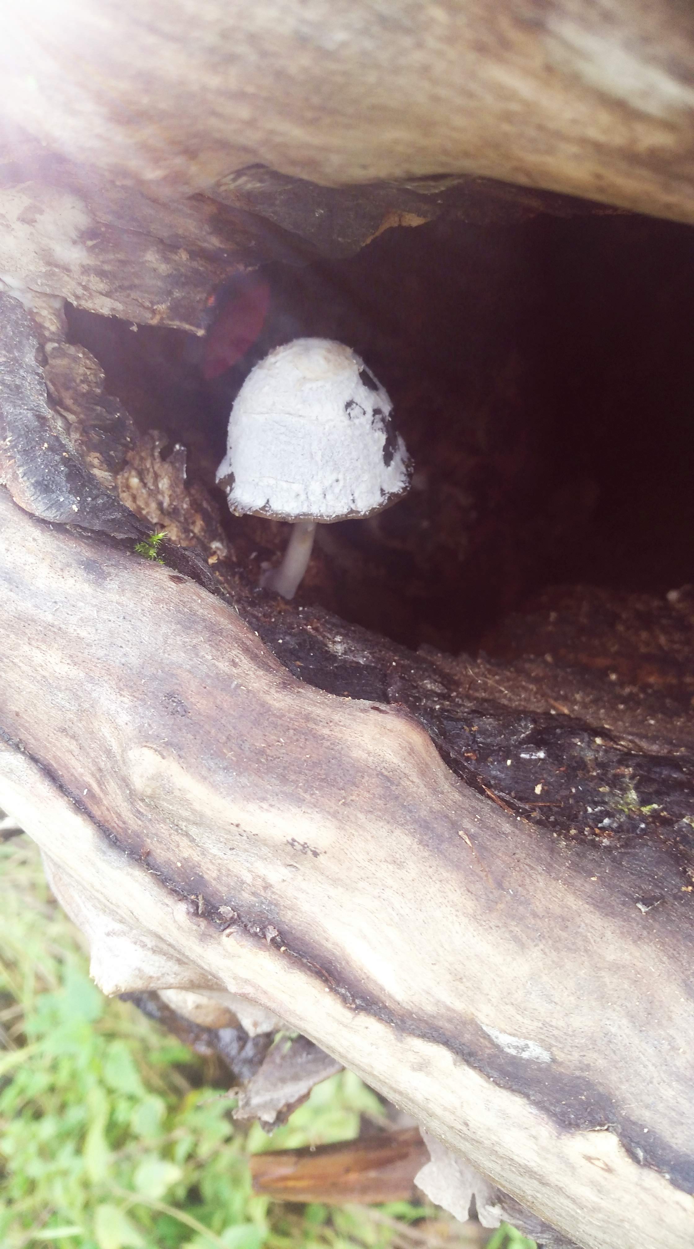 champignon dans arbre
