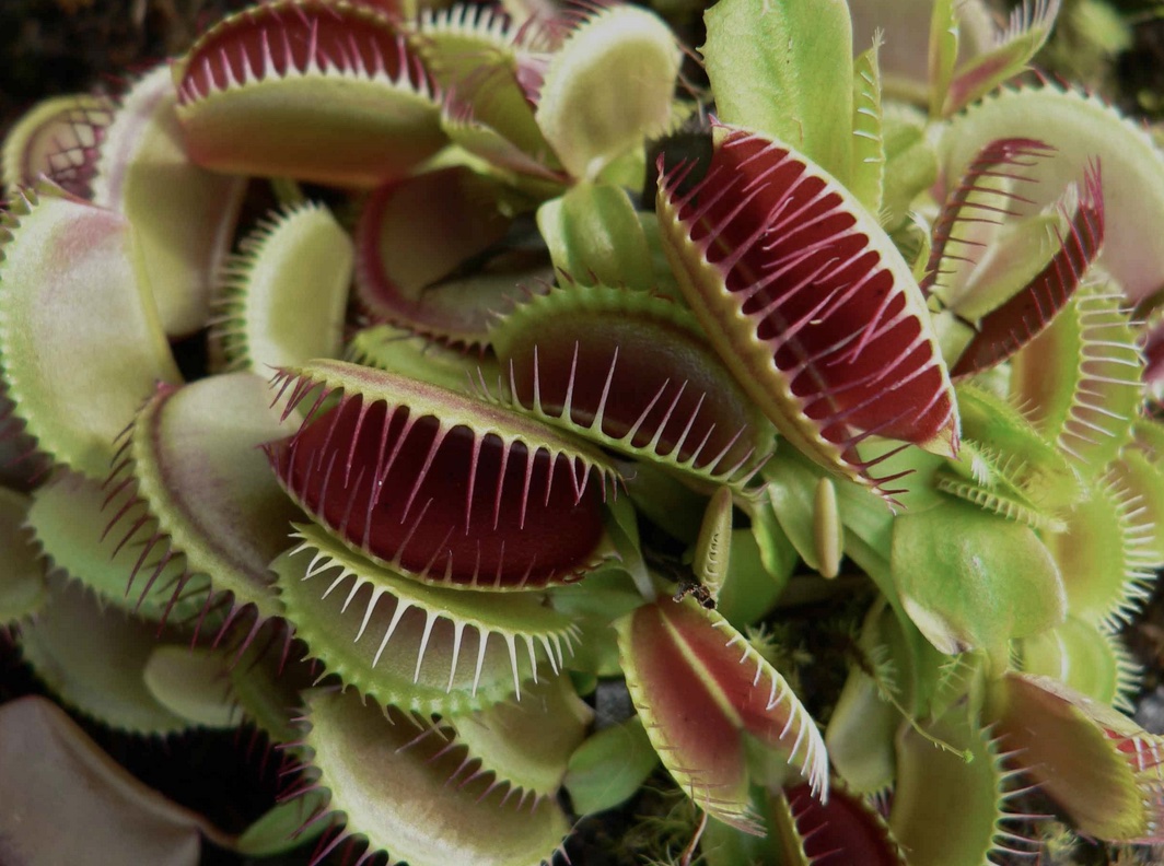 plantes extra