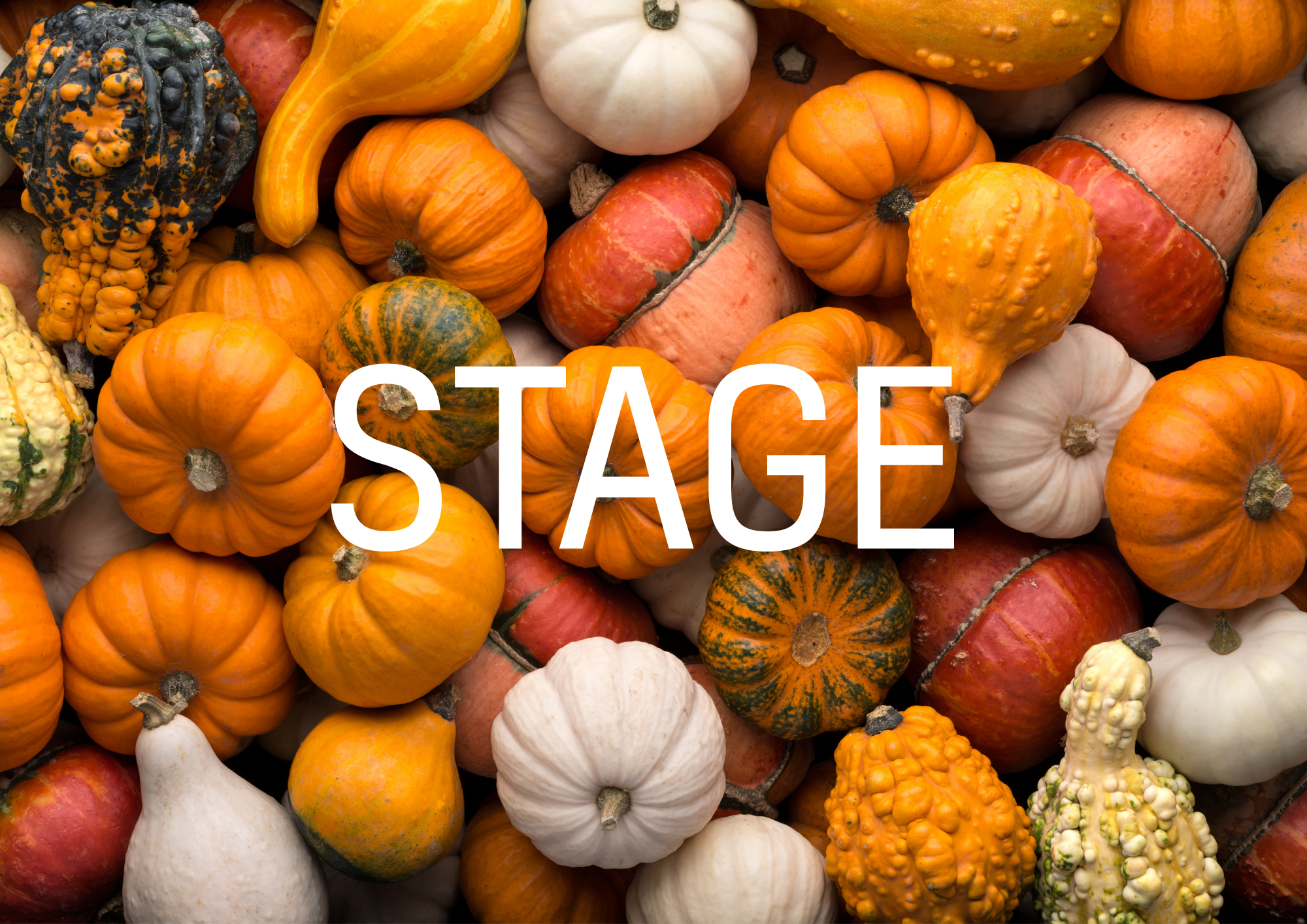 photo d'un ensemble de citrouille avec le mot "stage" en avant-plan