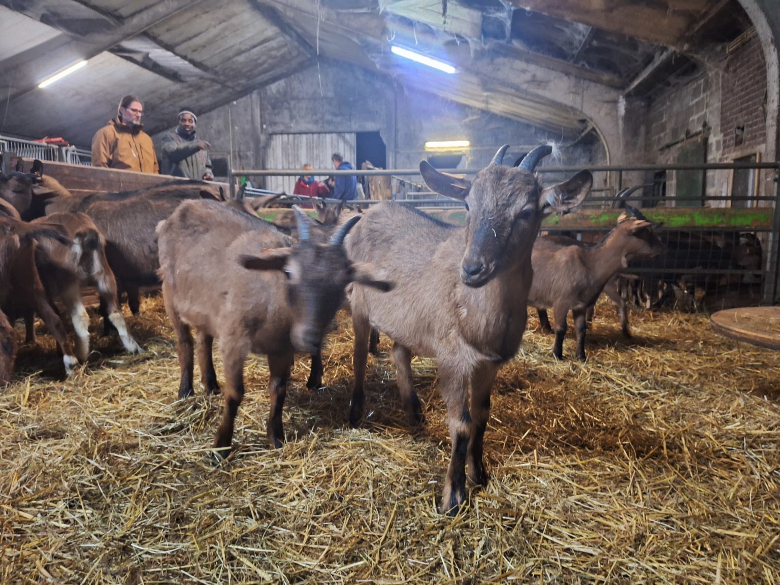Bien-être des animaux d’élevage (de ferme) et Education au Bien-être des animaux