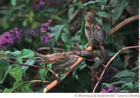 Formation moineaux 2026