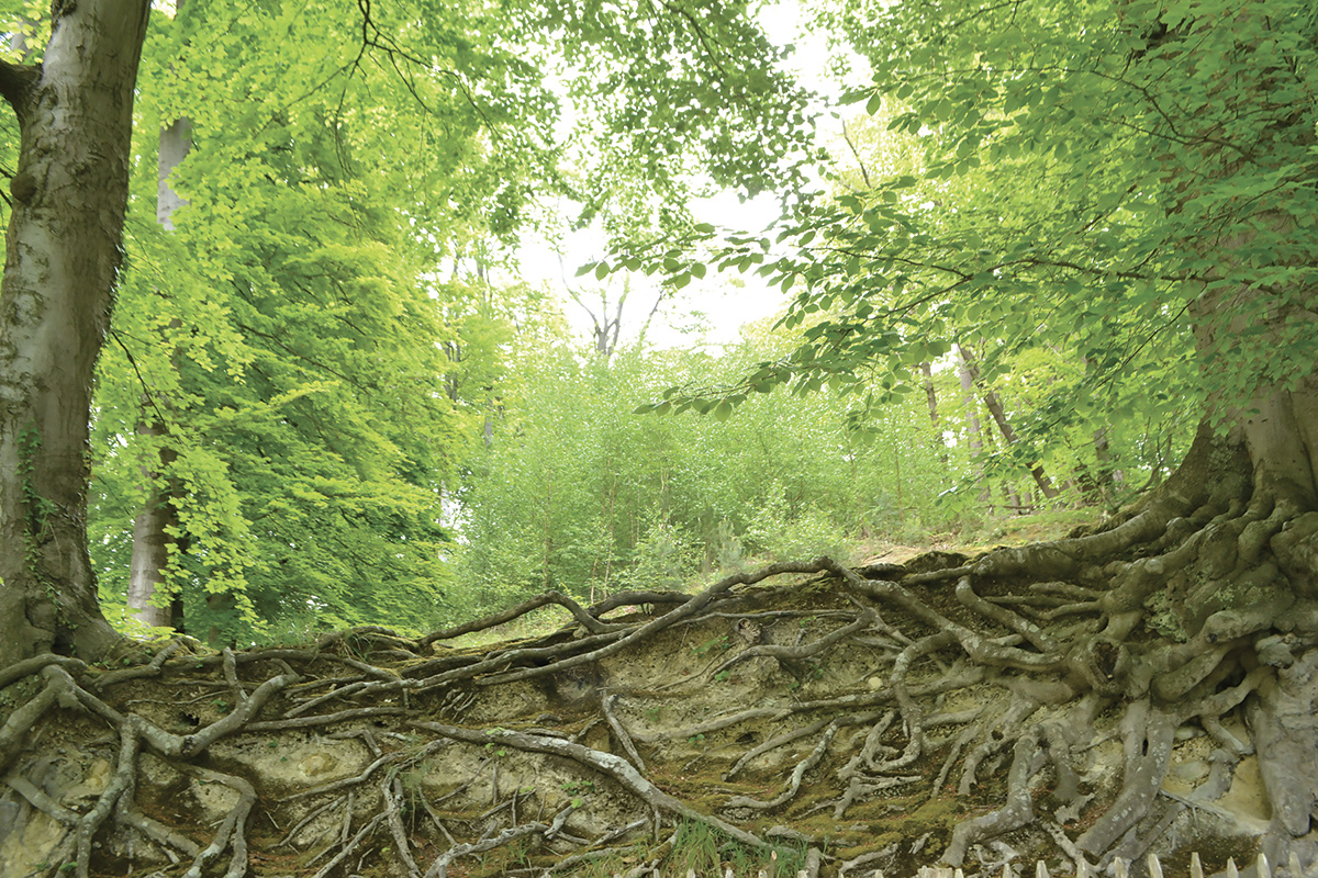 Symbioses 123 : Apprends-moi l'arbre