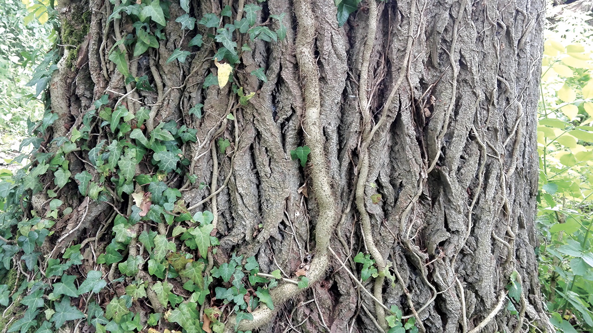 Symbioses 123