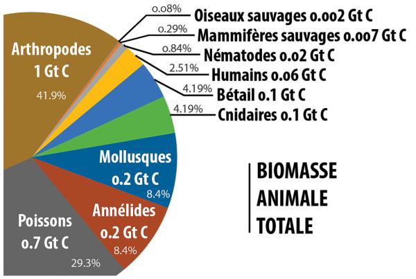 Symbioses 133 Biodiversité