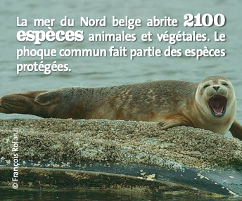 La mer du Nord belge abrite 2100 espèces animales et végétales. Le phoque commun fait partie des espèces protégées.