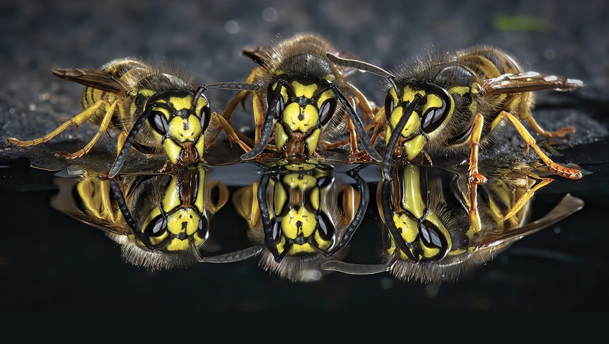 Symbioses 138 Insectes et autres petites bêtes