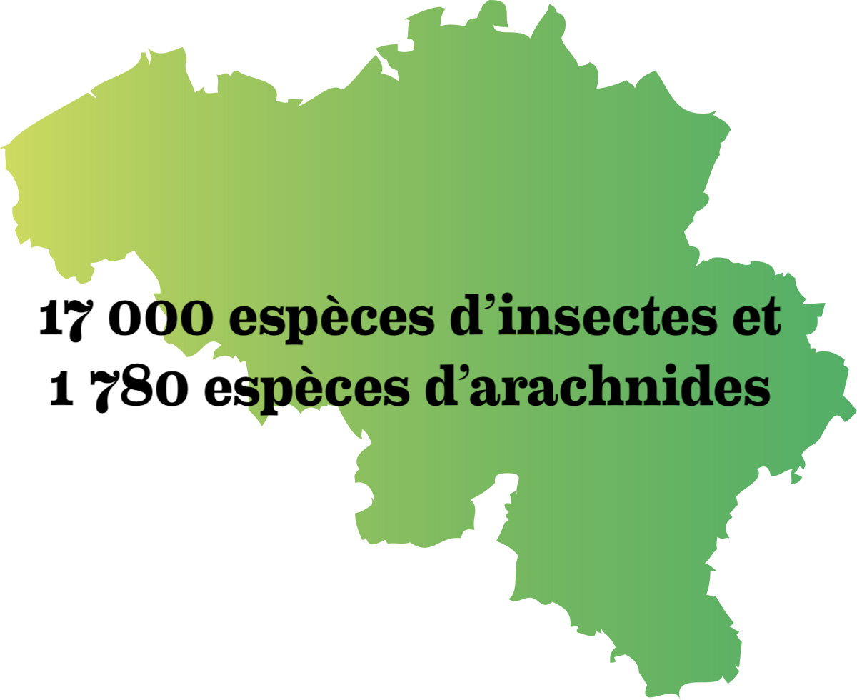Symbioses 138 Insectes et autres petites bêtes