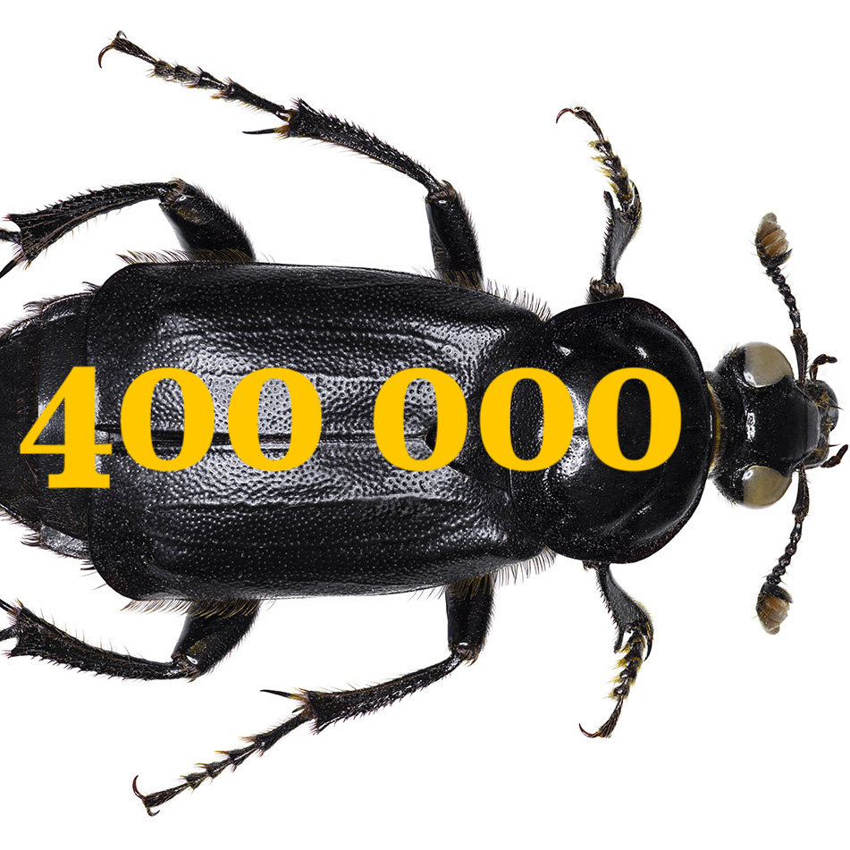 Symbioses 138 Insectes et autres petites bêtes