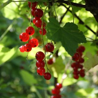 Petits_fruit_hiver-©Tournesol