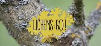lichens-go-sciences-participatives