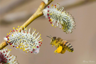 Photolanguage biodiversité