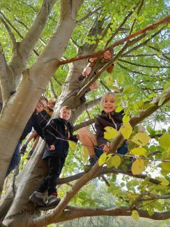 Enfants dans les arbres