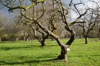 Les arbres sont des refuges pour bon nombre d’êtres vivants.