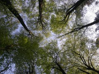 Reconnaître les arbres en été