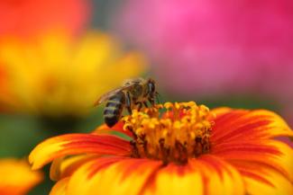 Apprendre à photographier en macro