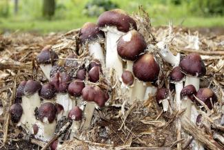 Un atelier pour apprendre à cultiver les champignons chez soi