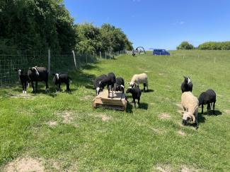 moutons