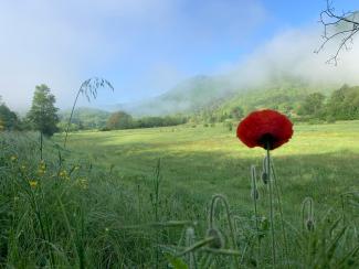 Coquelicot sur fond de collines