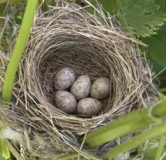 Nid avec oeufs
