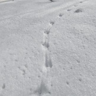 Empreintes dans la neige