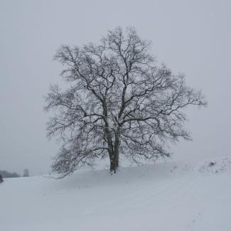 Un arbre dans un paysage d'hiver