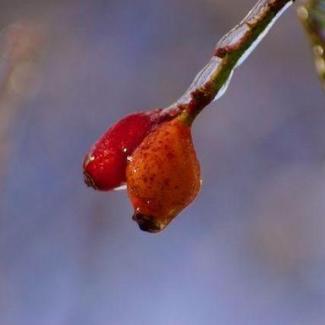 2 Cynorrhodons gelés 