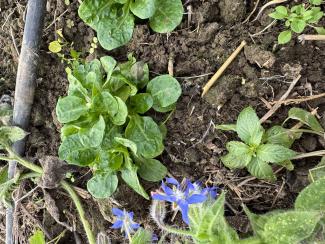 Planche de culture en pleine terre avec association entre mâche et bourrache en fleurs mauves/bleus