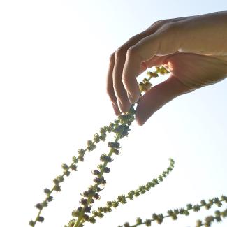 production de semences