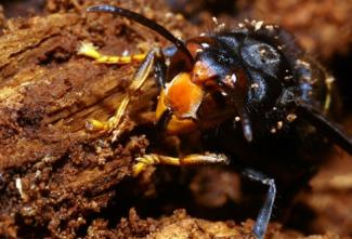 lutte contre les espèces invasives