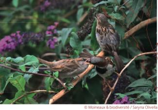 Formation moineaux 2026