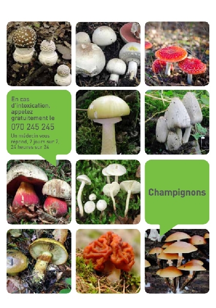 Champignons